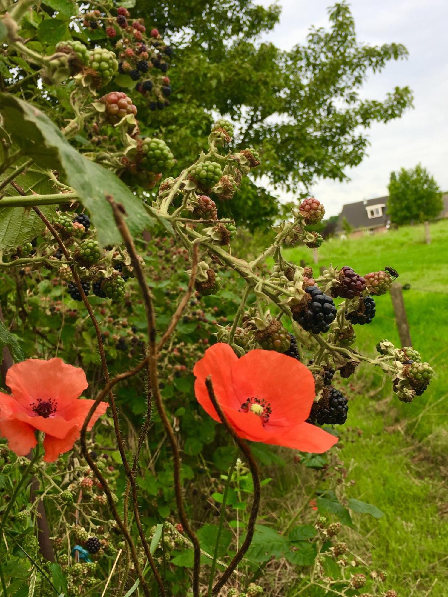 Bed&Breakfast de Bosakker Epse Buitenkant foto